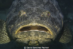 same goliath grouper, same place, 24hours later...
still... by David Sanchez Pachon 